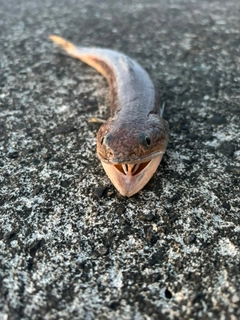 エソの釣果