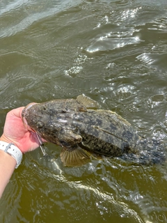 マゴチの釣果