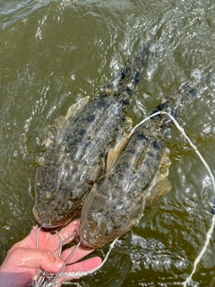 マゴチの釣果