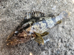 タケノコメバルの釣果