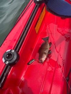 オオモンハタの釣果