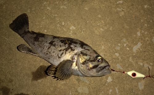 クロソイの釣果