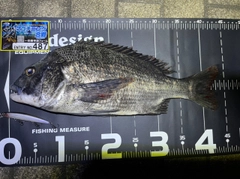 クロダイの釣果