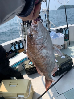 マダイの釣果