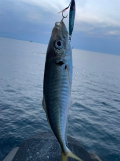 マアジの釣果