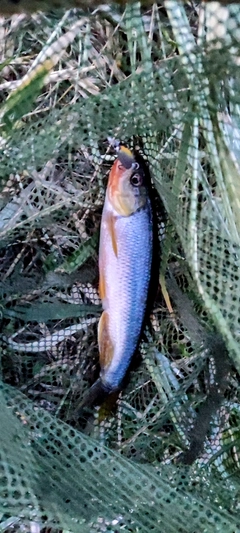 カワムツの釣果