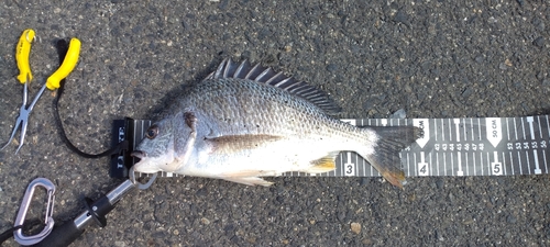 クロダイの釣果