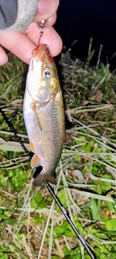 ウグイの釣果