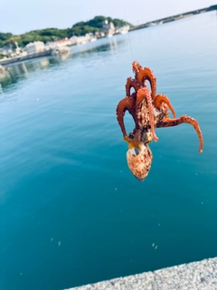 アラカブの釣果