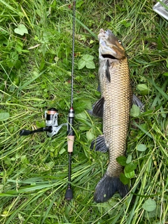 ニゴイの釣果