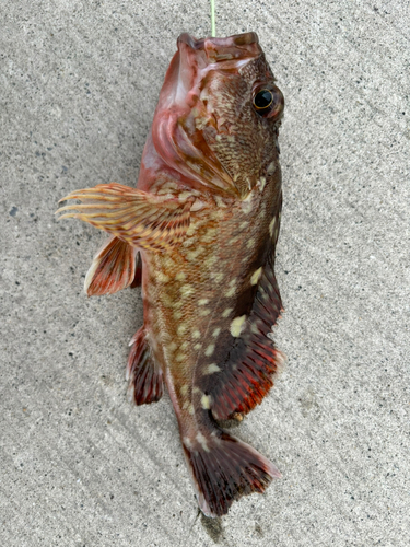 カサゴの釣果