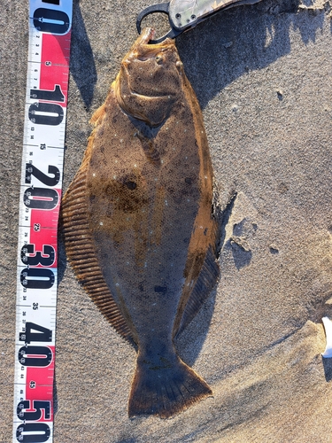 ヒラメの釣果