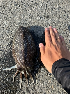 シリヤケイカの釣果