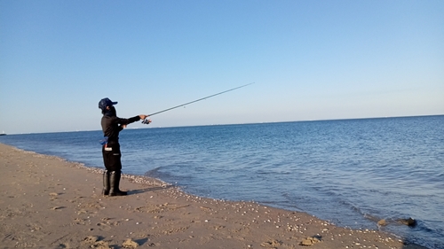 シタビラメの釣果