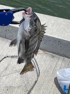 チヌの釣果