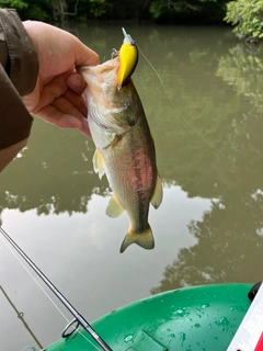 ラージマウスバスの釣果