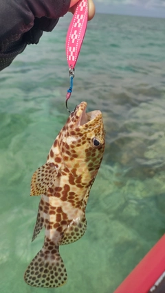 イシミーバイの釣果