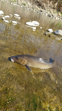 ニゴイの釣果