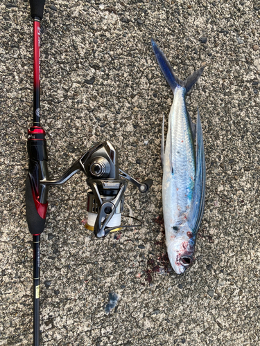 トビウオの釣果