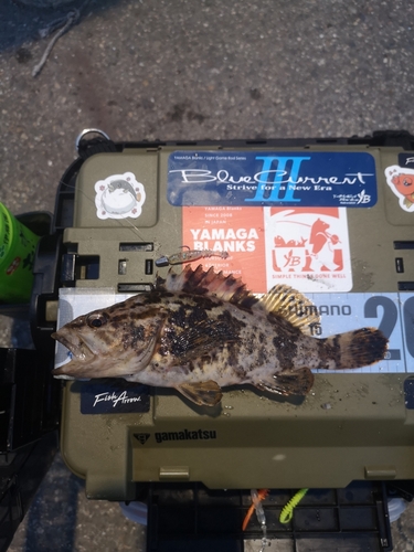 タケノコメバルの釣果