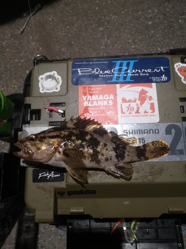 タケノコメバルの釣果