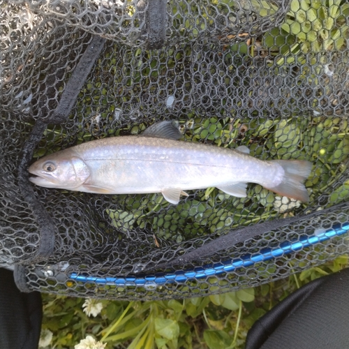 ニッコウイワナの釣果