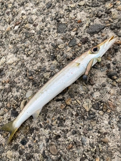 カマスの釣果