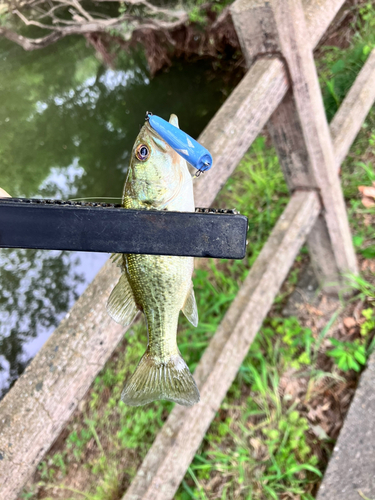 ブラックバスの釣果