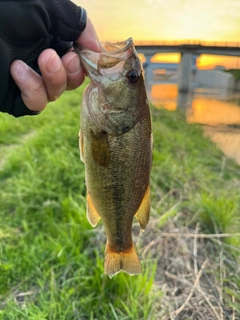 ラージマウスバスの釣果