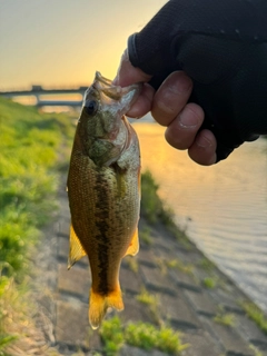 ラージマウスバスの釣果