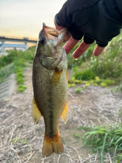 ラージマウスバスの釣果