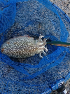 シリヤケイカの釣果