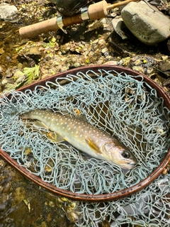 イワナの釣果