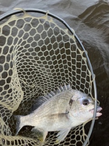 キビレの釣果