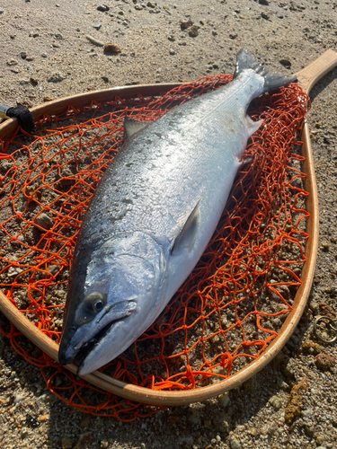 サクラマスの釣果