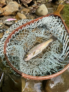 ホウライマスの釣果