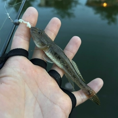 マハゼの釣果