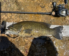 スモールマウスバスの釣果