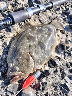 ヒラメの釣果