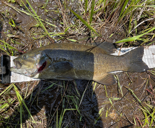 スモールマウスバスの釣果