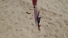 カタクチイワシの釣果