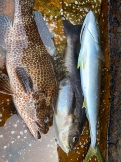 オオモンハタの釣果