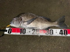 チヌの釣果