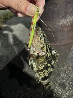 タケノコメバルの釣果