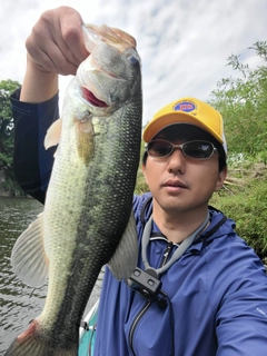 ラージマウスバスの釣果