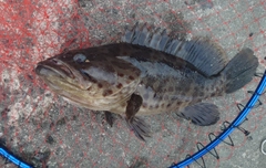 チャイロマルハタの釣果