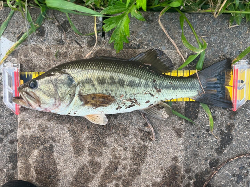 ブラックバスの釣果