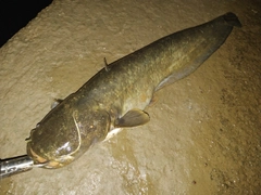 ナマズの釣果