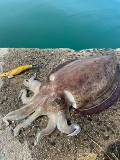 モンゴウイカの釣果