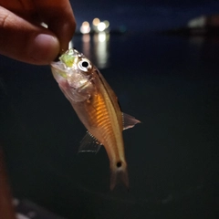 ネンブツダイの釣果